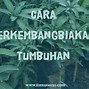 Contoh Perkembangbiakan Tumbuhan Stolon